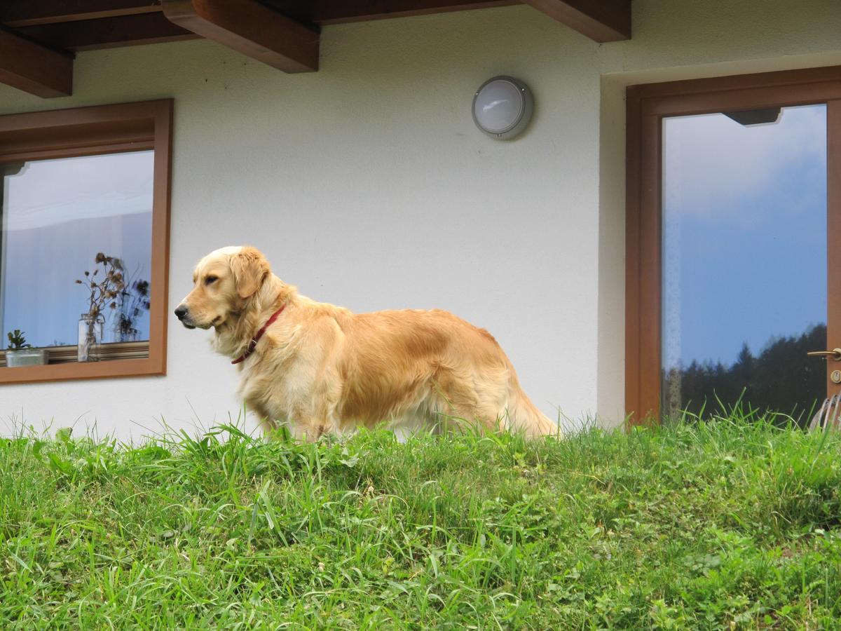 Apartmán Il Cardo Trentino Bedollo Exteriér fotografie