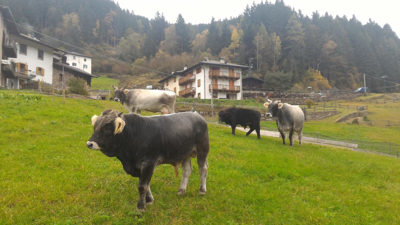 Apartmán Il Cardo Trentino Bedollo Exteriér fotografie